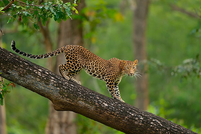 Spotting Sri Lanka’s Majestic Wildlife: Top Safari Experiences for Animal Lovers