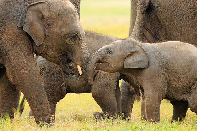 The Big Five of Sri Lanka: A Wildlife Enthusiast’s Guide to Iconic Species