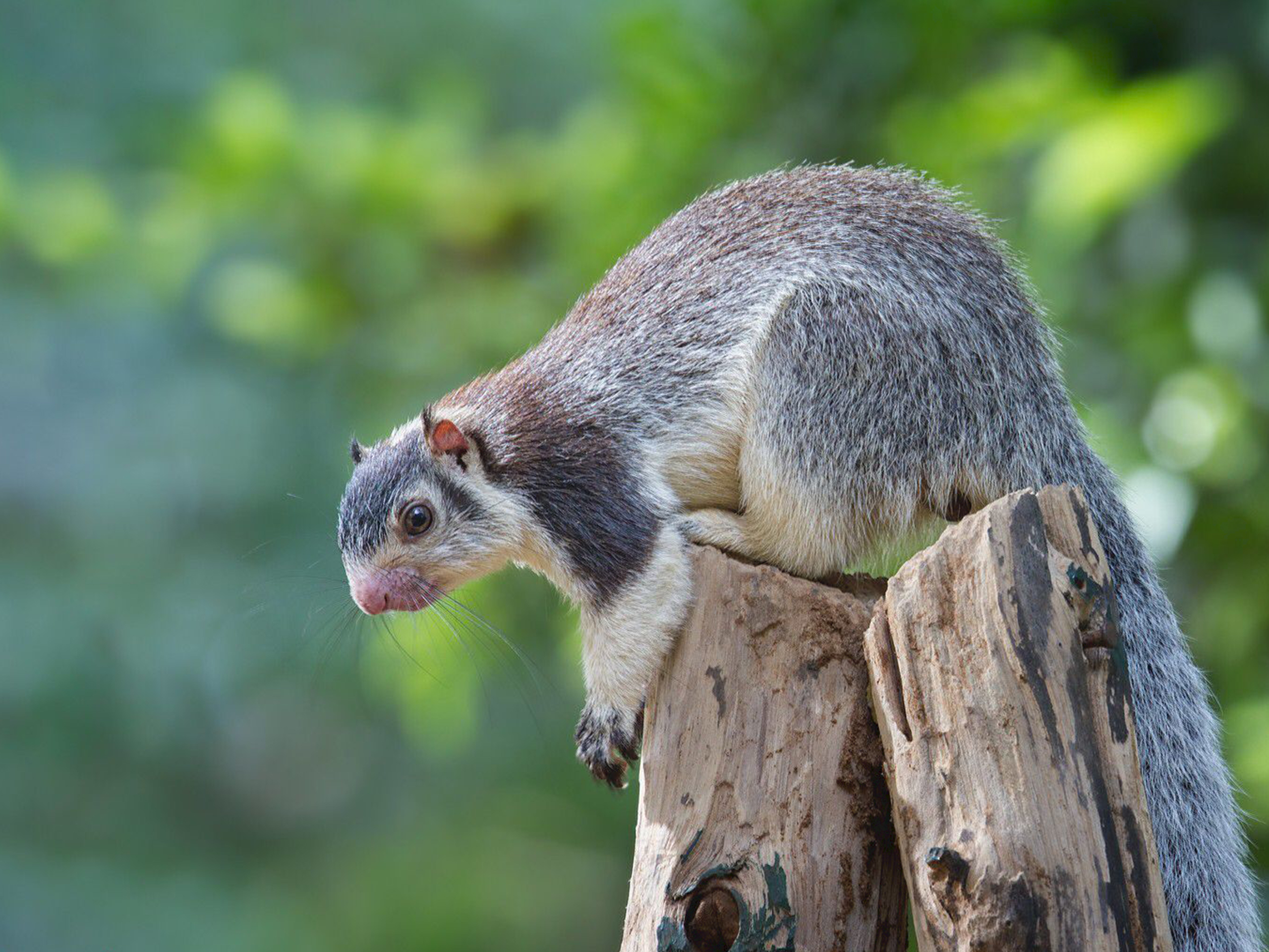 Giant Squiral
