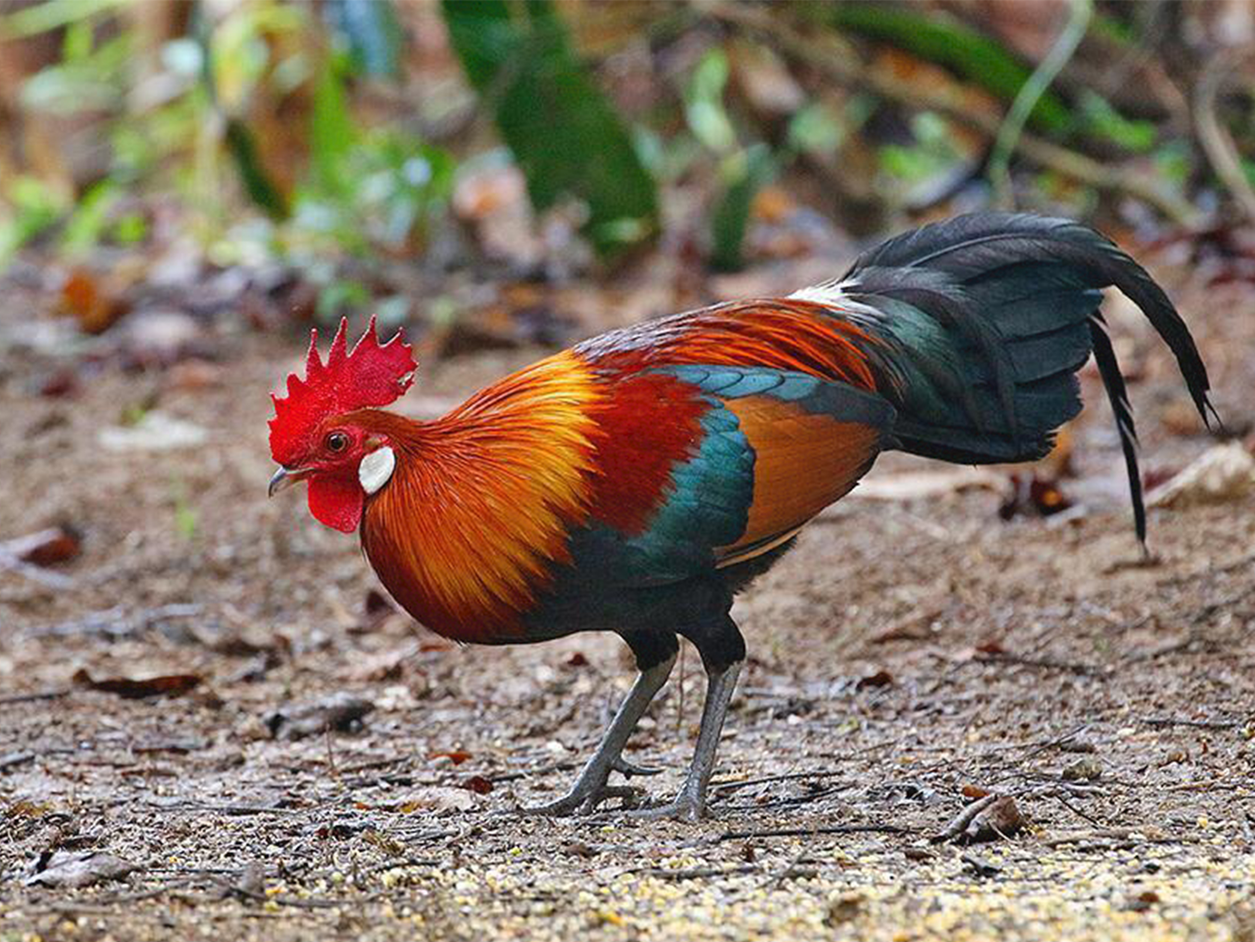 Hen