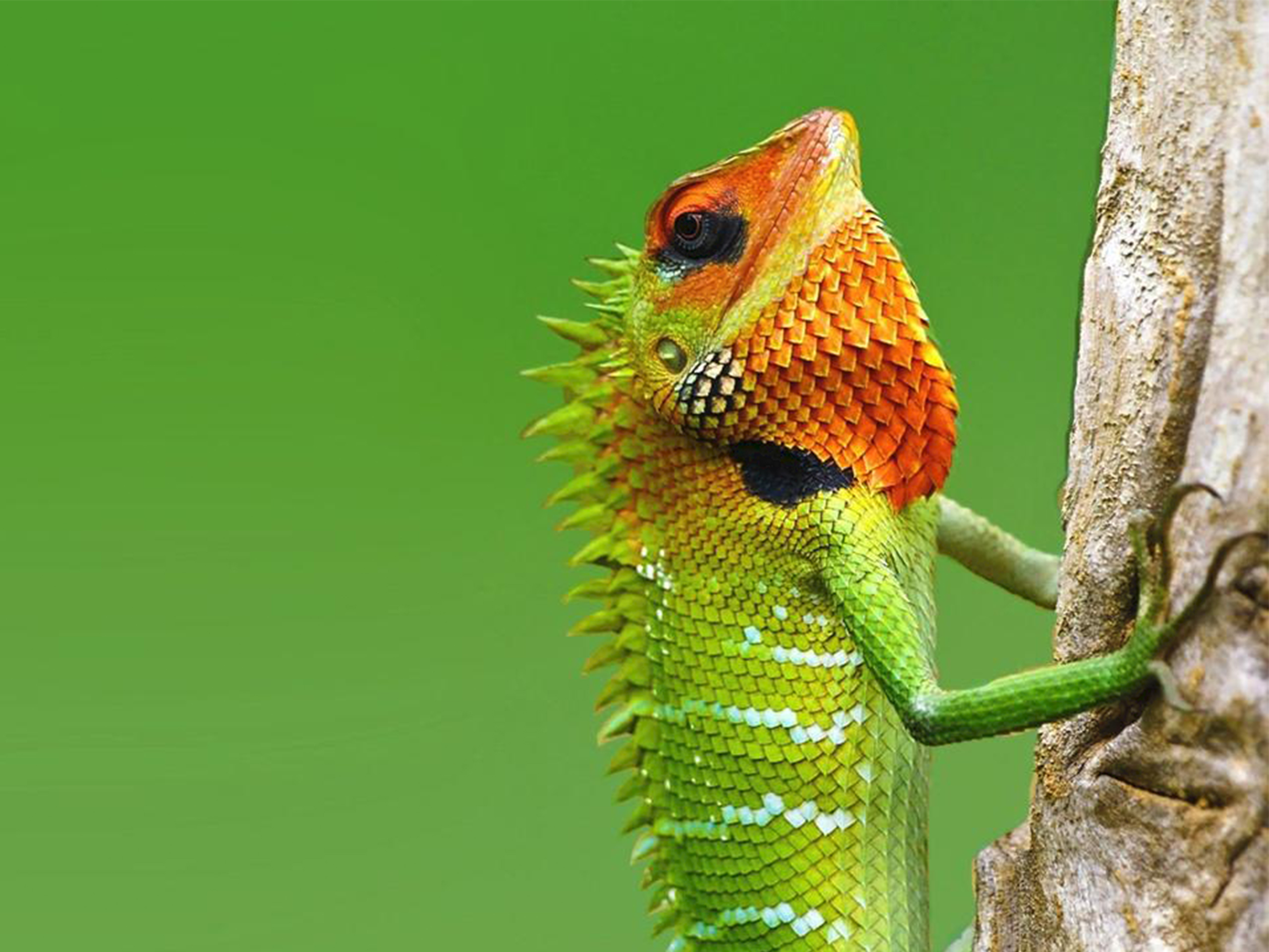 Lizzard