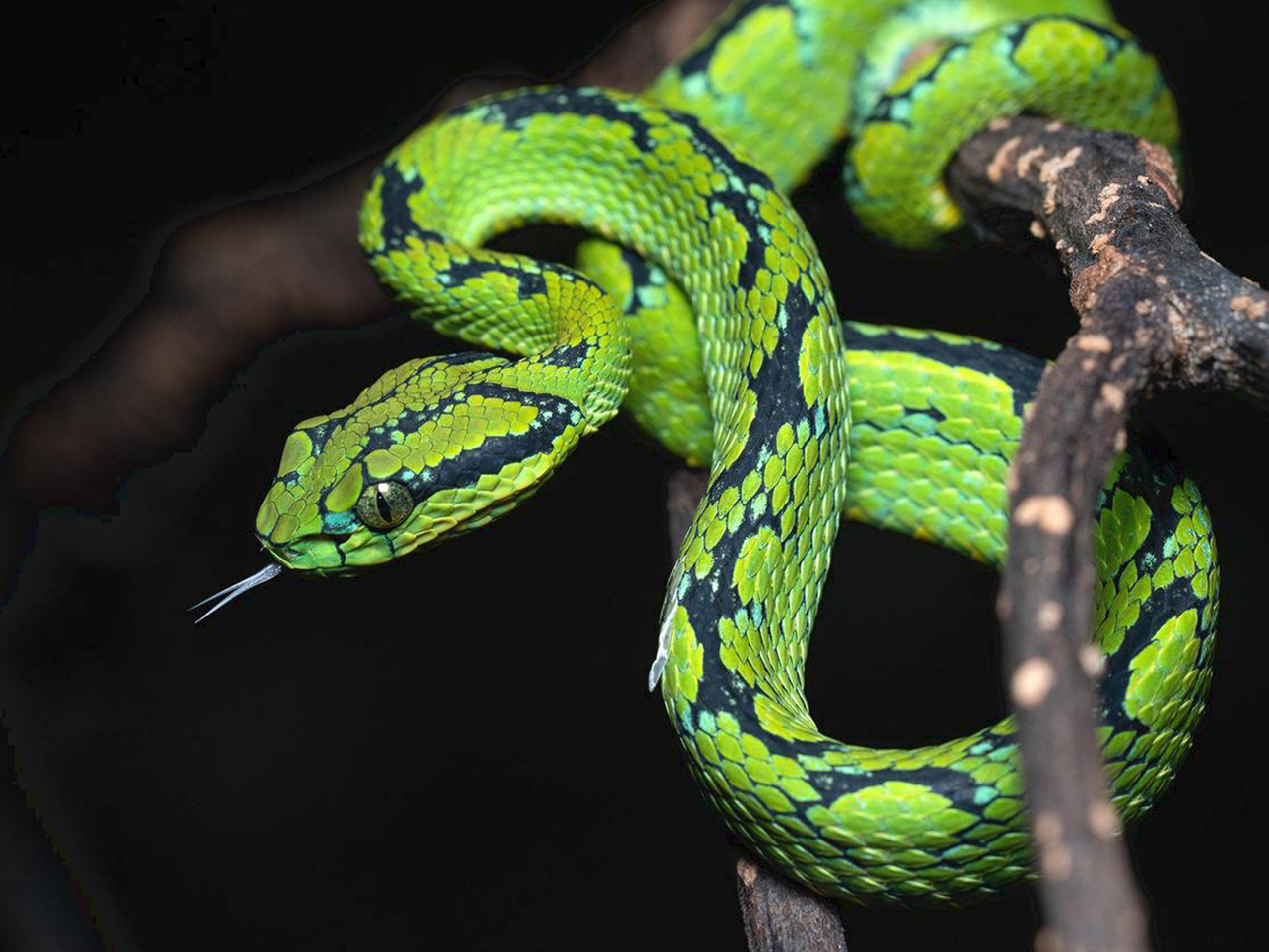 Snake